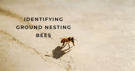 Identification Of Ground Nesting Bees And Characteristics