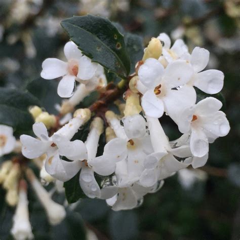 Osmanthus X Burkwoodii Burkwood Osmanthus Uploaded By Susiwoo