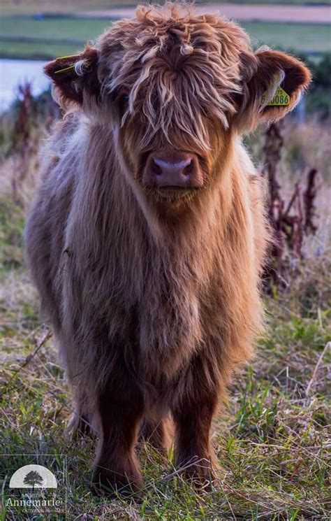 A Lovely Heilan Coo Cow Highland Cattle Highland Cow