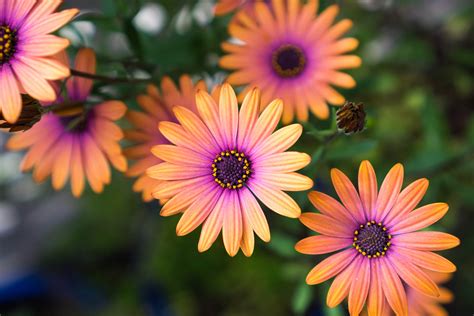 Perennial Flowers And Plants X 4 Osteospermum Plants Fully Hardy