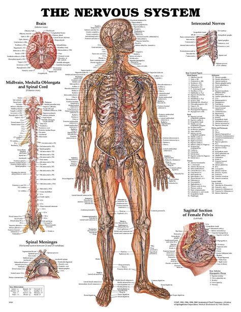 Nerves In The Human Body Google Search Nerve Anatomy Brain Anatomy