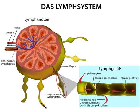Lymphadenitis Ursachen Symptome Behandlung