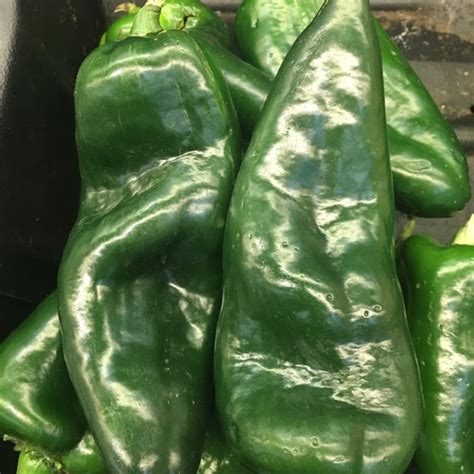Green Pasilla Chile Peppers Information Recipes And Facts