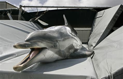 Heavily Armed Sex Crazed Dolphins Not In This Navy La Times