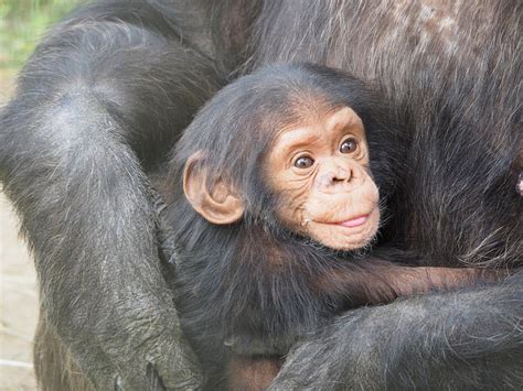 Smoked Baby Chimpanzee On Hotel Menu Says Ngo Africa Geographic