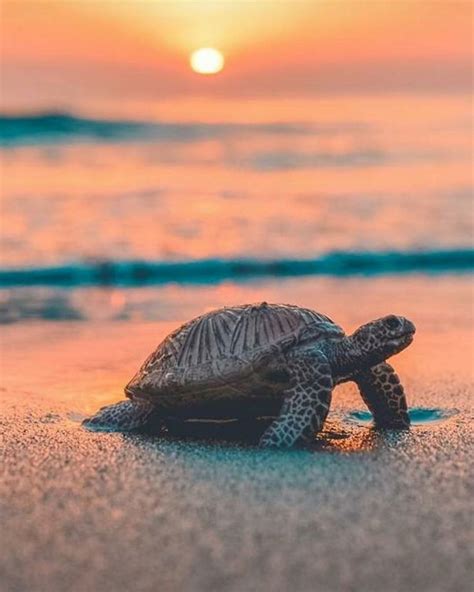 Aesthetic Turtle Wallpapers Wallpaper Cave