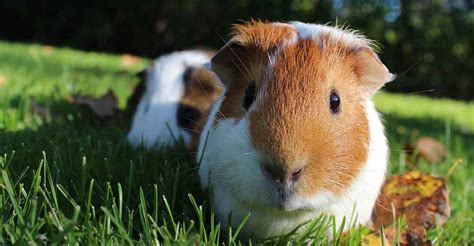 Can Guinea Pigs Live Outside All Year Round