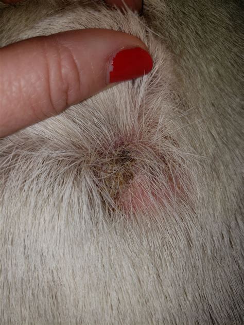 8yo English Bulldog Skin Irritation And Hair Loss Malibu Fires