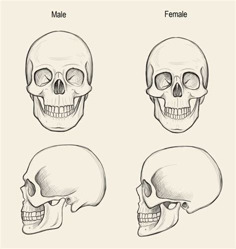 Human Skull Drawing Skull Drawing Anatomy Art