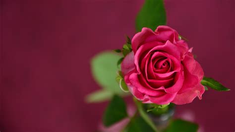 Pink Rose New Wallpapers Hd Wallpapers Id 16534