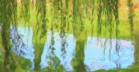 Weeping Willow Pond Reflection 2 By Cathy Lindsey Weeping Willow