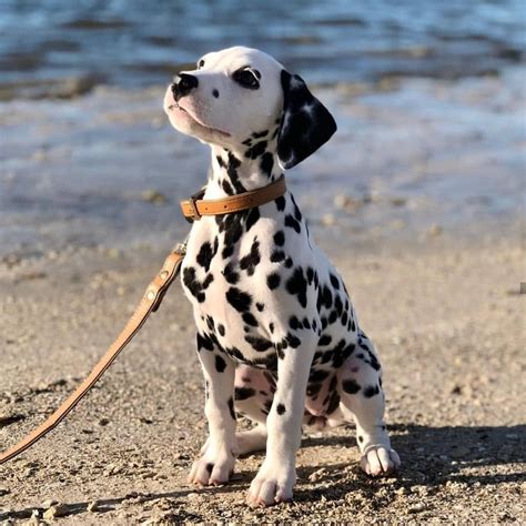 14 Amazing Things About Dalmatians Petpress Dalmatian Puppy Cute