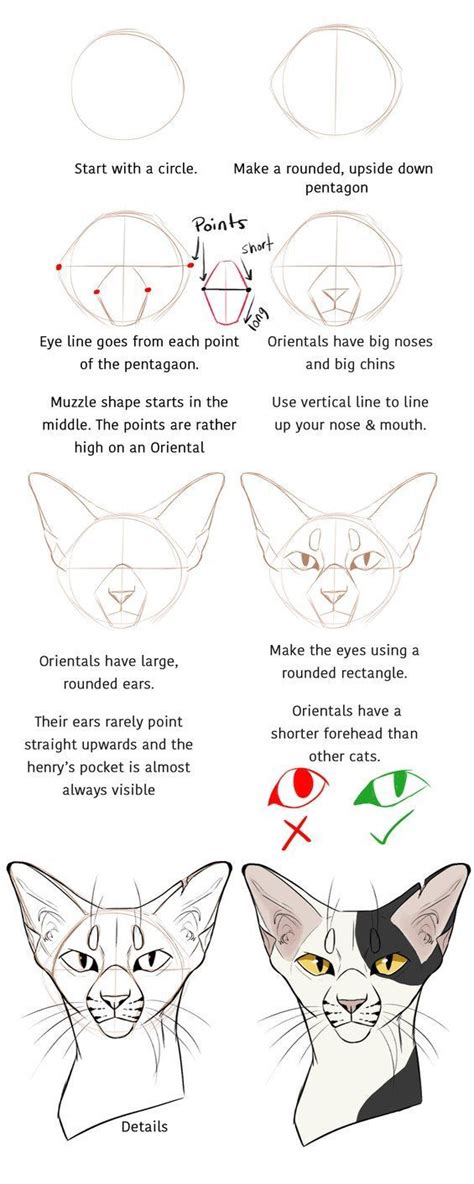 Drawing Ideascats Muzzle Drawing Ideas Cat Drawing Tutorial