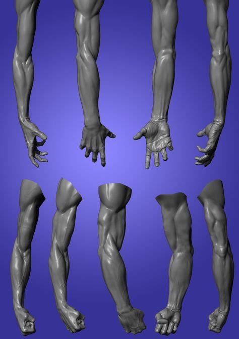Arm Anatomy For Artists