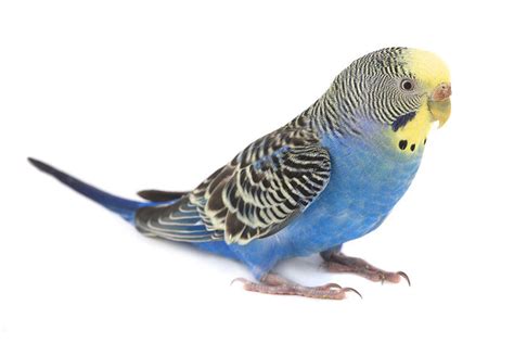 English Budgies The Animal Store Baby Birds For Sale