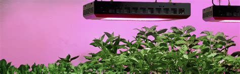 The daily light integral (dli) requirements of the plants you are growing will determine how many led strip lights to use. Grow Lights and Plant Lights for Indoor | Lamps Plus