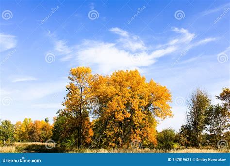 Yellow Trees Against Blue Sky Stock Image Image Of Season Aspen