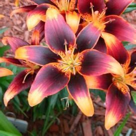 We did not find results for: Lily Bulbs For Sale | Buy Flower Bulbs in Bulk & Save ...