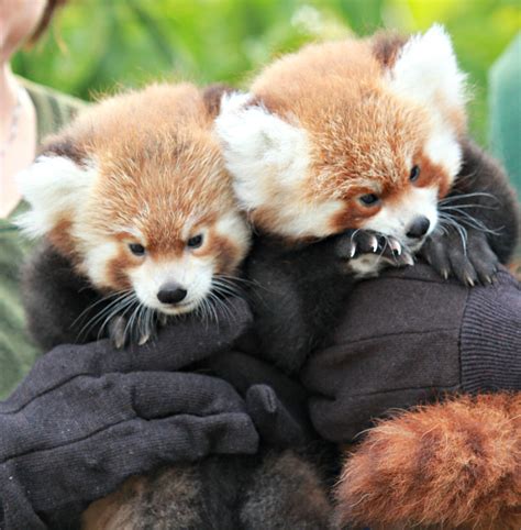 Now Hear This Red Panda Cubs Make Their Debut Zooborns