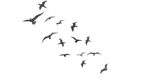 Flying Flock Of الطيور خلفية شفافة Png Mart