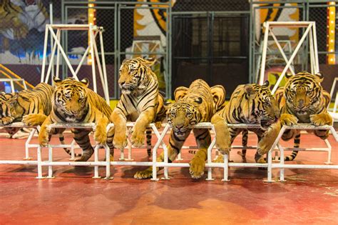 Asian Governments Asked To Stop Illegal Tiger Trading By International