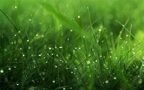 Green Wallpaper Hd 70 Pictures