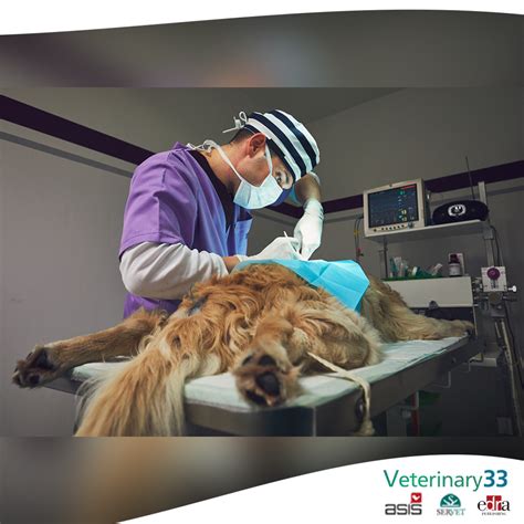 Dogs Undergoing Surgical Excision Of Mast Cell Tumors And Risk Of