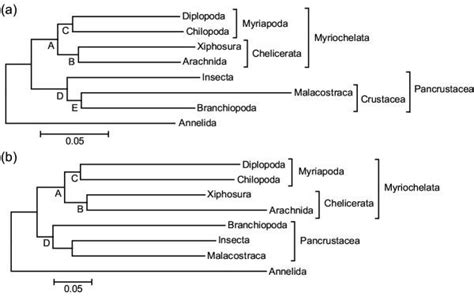 Phylogenetic Relationships Of The Arthropods A Minimum Evolution Tree Download Scientific