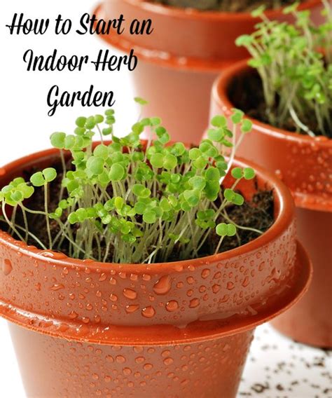 Beginners Tips To Start An Indoor Herb Garden Moms