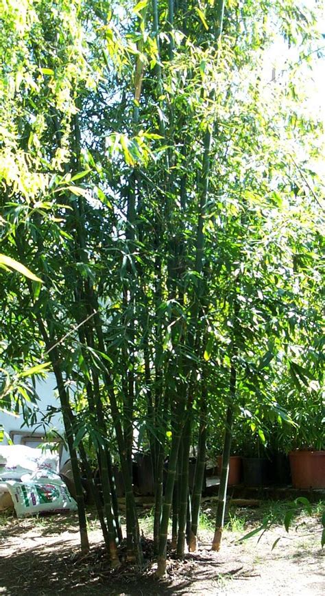 Davis Bamboo ~ Bambusa Oldhamii ~ Giant Timber Bamboo Grasses
