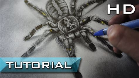 How To Draw A Realistic Spider Lackbowl