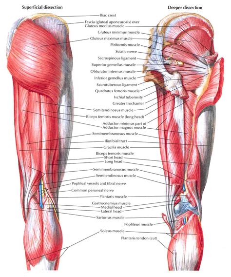 Muscles Of Hip And Thigh Posterior Views Bedahunmuhs Blog
