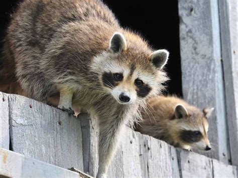 4 Raccoon Problem Areas Detect Remove Prevent Strategy Architecture