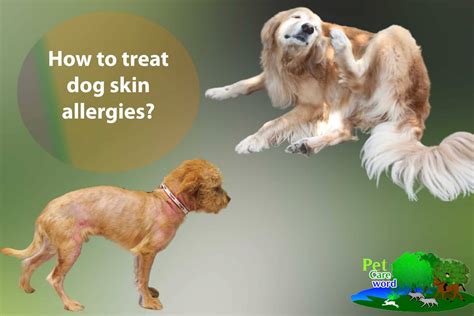 How To Treat Dog Skin Allergies Pet Animal World