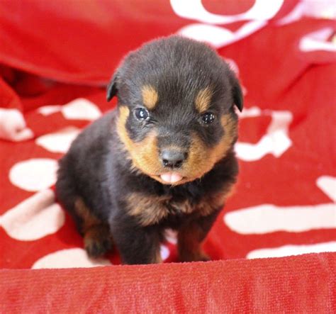 See puppy pictures, health information and reviews. Miranda - female AKC Rottweiler puppy for sale at Shipshewana, Indiana | VIP Puppies