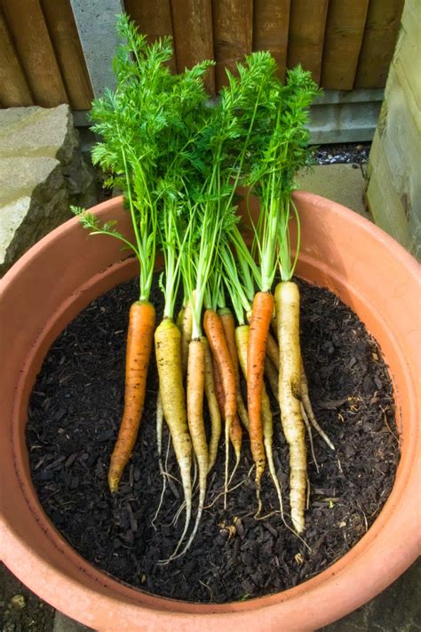 Growing Carrots In Containers A Comprehensive Guide 2023