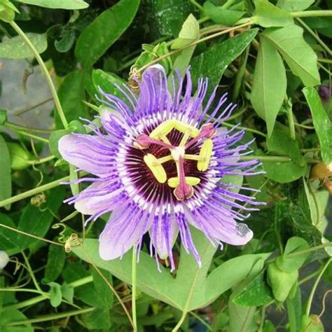 Passiflore Caerulea Purple Haze Fleur De La Passion Blanche Et Bleue