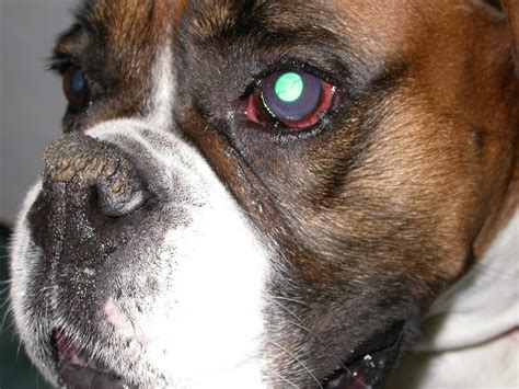 Dealing With The Painful Eye Veterinary Practice