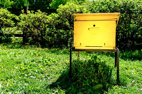 Außerdem werden die altwaben verwertet und benutzte rähmchen durch die hohe temperatur desinfinzert. Bienen im Garten halten » So fühlen sie sich richtig wohl