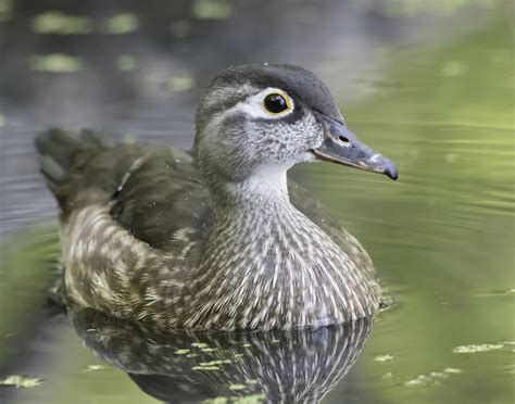 A Young Female Wood Duck Null Wood Ducks Duck Beautiful Birds