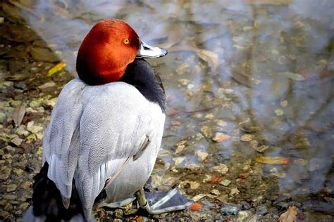 12 Species Of Ducks In Michigan Pictures Wildlife Informer