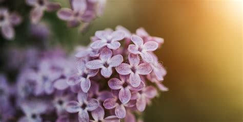 Beautiful Lilac Bloom Nature Background Macro Photography Of Flowers
