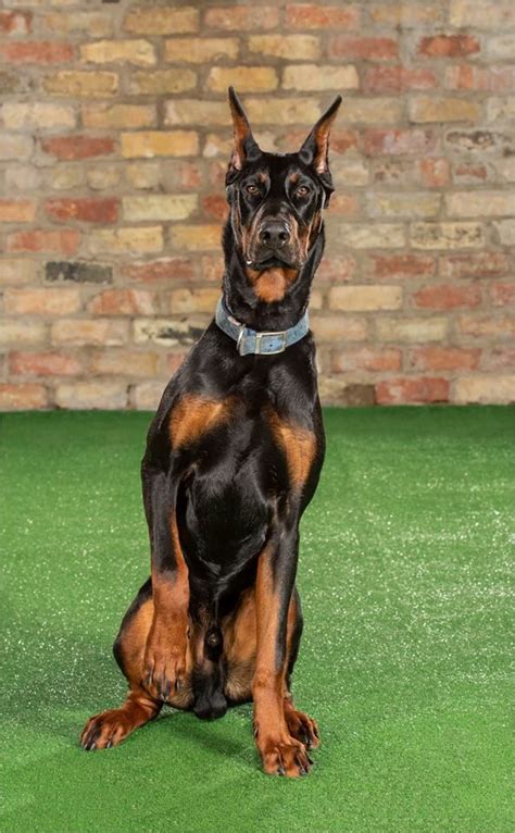 We love our dobermans and treat them as members of our family and hope that our puppies become loving companions to your family. Vegas #Doberman #Puppy #PDW 5 months old | Family ...