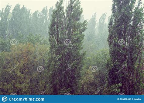 Landscape With Trees In Heavy Summer Rainstorm Stock Photo Image Of