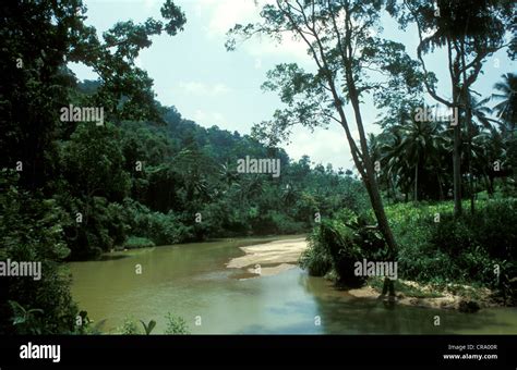 Rainforest In Sinharaja Forest Reserve Sri Lanka Stock Photo Alamy