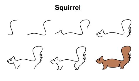 How To Draw A Squirrel Cute Animal Drawings Animal Drawings Easy