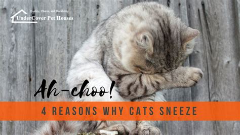 Common allergy symptoms include sneezing, itchy eyes, itchy skin and hives. 4 Reasons Why Cats Sneeze | Cat sneezing, Cats, Cat allergies