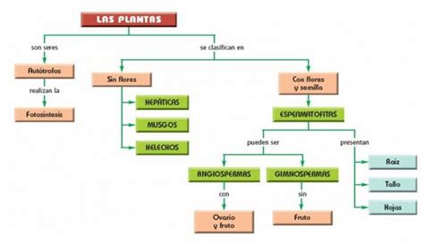 Cuadros Sinópticos Sobre Las Plantas Clasificación Y Tipos Cuadro