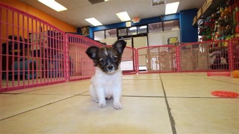 Puppies For Sale Local Breeders Good Looking Papillon Puppies For Sale