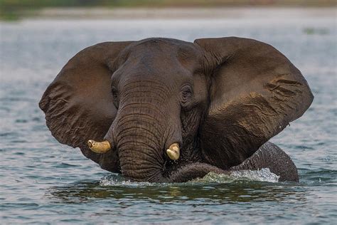 Swimming Elephant Photograph By Bill Cubitt Pixels